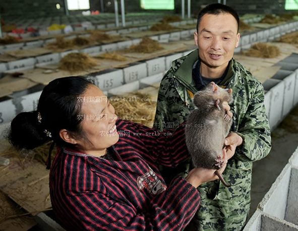 ?? 有機生態(tài)養(yǎng)殖基地：尊重自然與呵護動物的共生之道